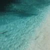 Beach with a shark