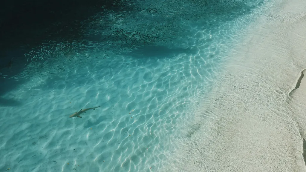Beach with a shark