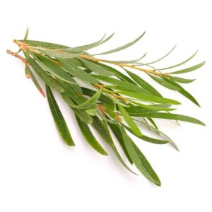Essential oil for balancing sebum and cleansing pores