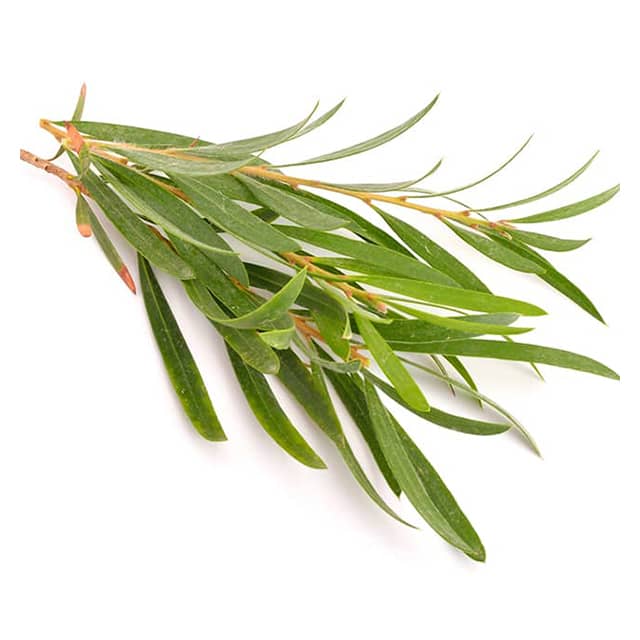 cajeput3
