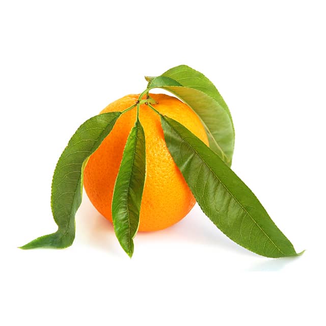 sweet_orange9