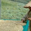 Indonesian coffee beans from Bali, Sumatra, Java and Toraja