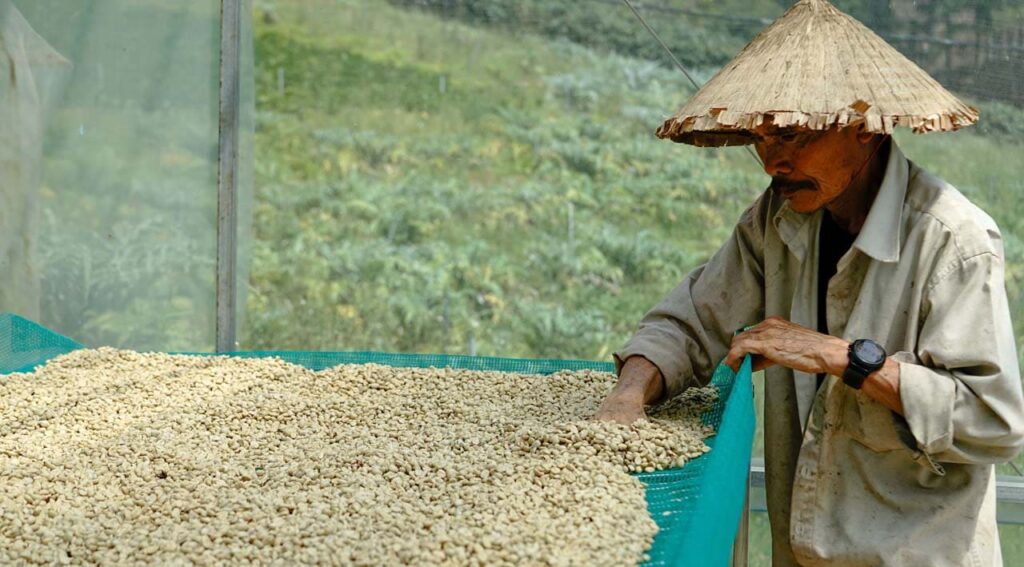 Indonesian coffee beans from Bali, Sumatra, Java and Toraja