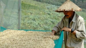 Indonesian coffee beans from Bali, Sumatra, Java and Toraja
